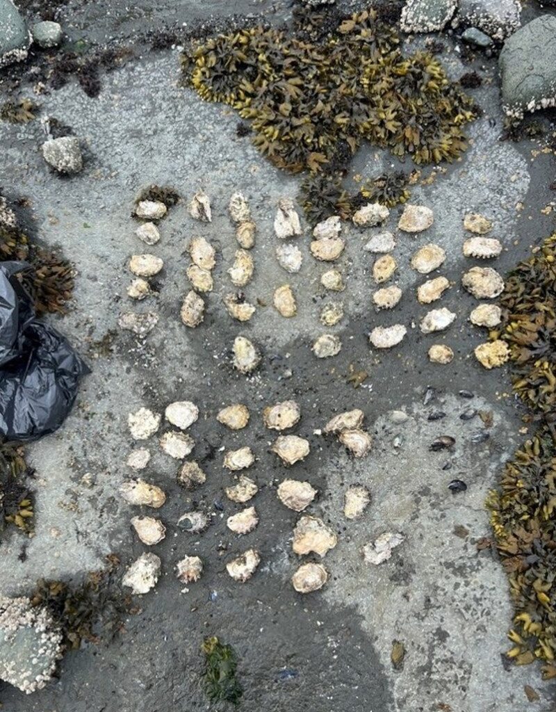 Five people fined for illegal shellfish harvesting on Vancouver Island