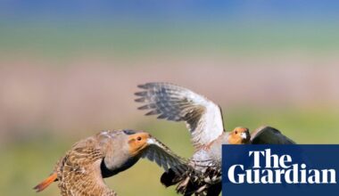 Country diary: The biggest burst of partridges I’ve seen on the farm. We must be doing something right | Environment
