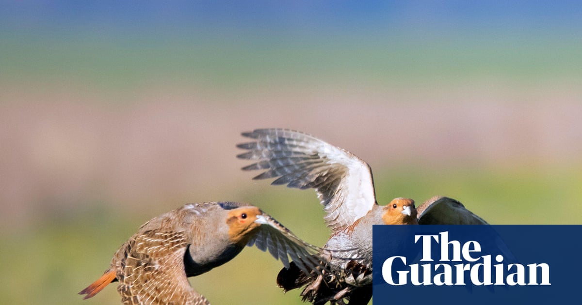 Country diary: The biggest burst of partridges I’ve seen on the farm. We must be doing something right | Environment
