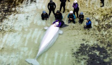 Chicago aquarium says transferred Marineland belugas have health issues