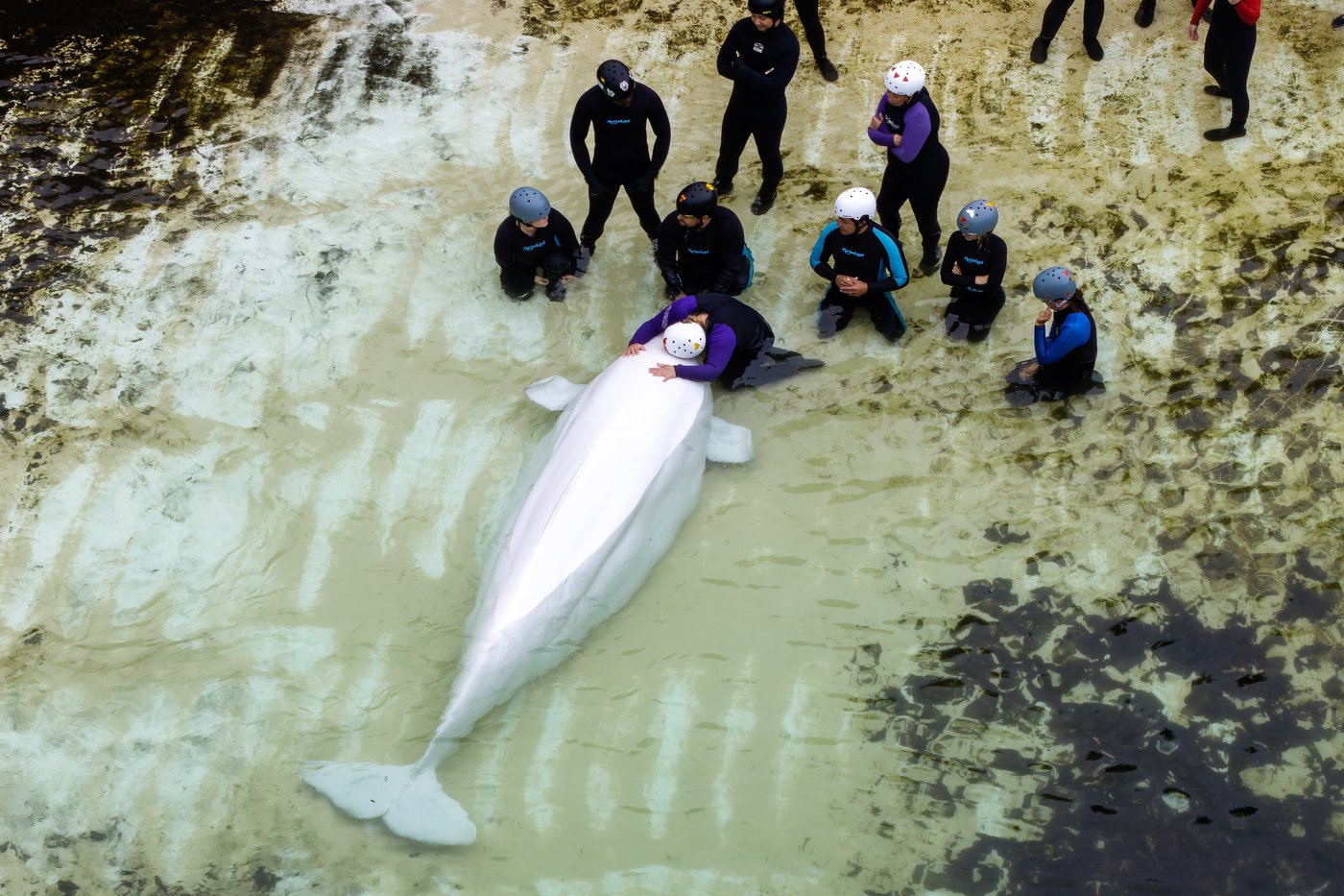 Chicago aquarium says transferred Marineland belugas have health issues
