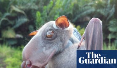 Bats originated in Europe, rewriting mammals’ family tree, study reveals | Mammals