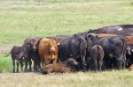 Cattle graze north of Morden, Man., during a sweltering summer day in early August 2026.