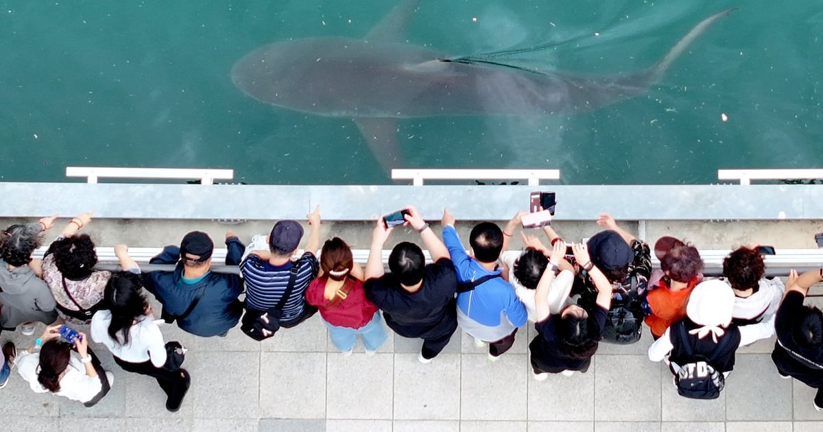 South Korea embraces a huge shark slowly circling a canal in the country's biggest port city - CTV News