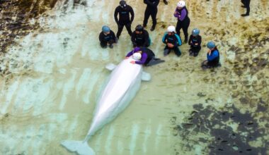 Several belugas transferred from Marineland have health issues, Chicago aquarium says