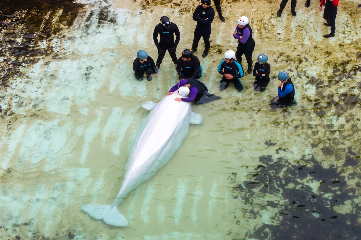 Several belugas transferred from Marineland have health issues, Chicago aquarium says