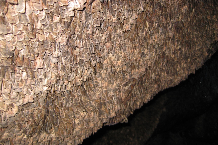 Bogong moths on a cave wall