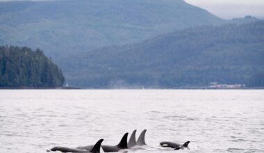 Environmental groups warn Ottawa’s major projects push puts whales at risk