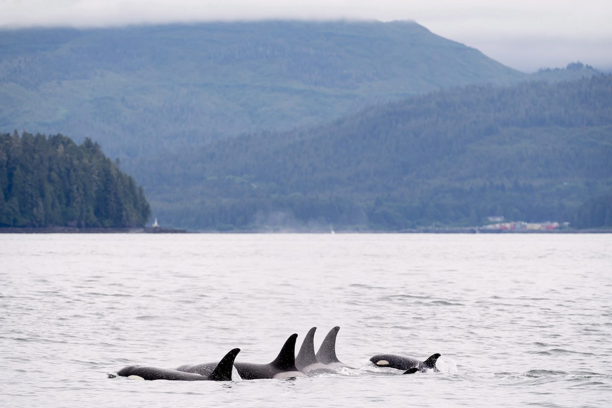 Environmental groups warn Ottawa’s major projects push puts whales at risk