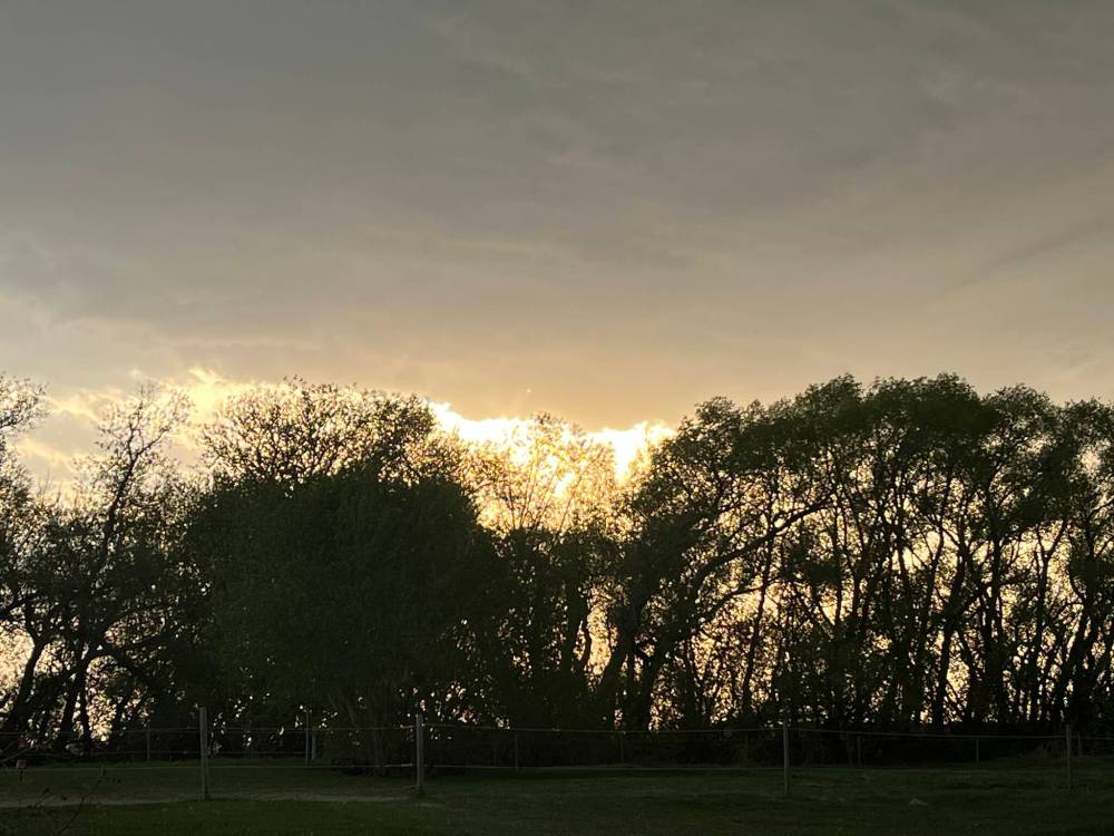 Russell Wangersky/Free Press
Which municipal candidates will pledge to protect Winnipeg’s trees, Erna Buffie asks.