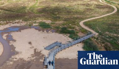 Skylarks and sandwich terns among new birdies on reserve created from ‘boring old golf course’ | Rewilding