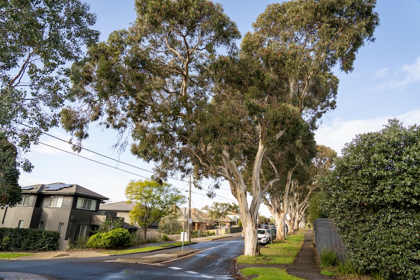 Large trees line the curb of a suburban Melbourne street