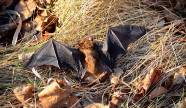 Warning issued by vet after rabid bat found in Duck Lake