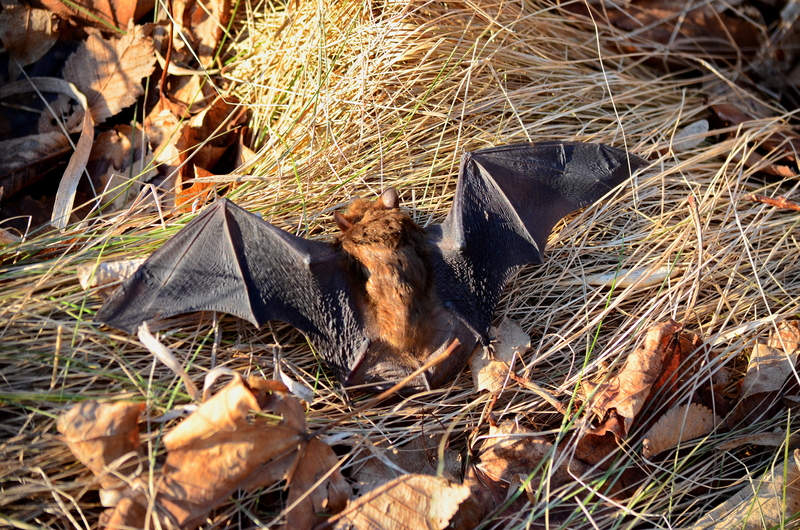 Warning issued by vet after rabid bat found in Duck Lake