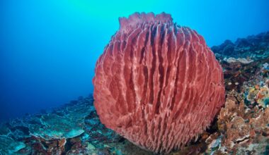 Barrel sponge at the reef bottom
