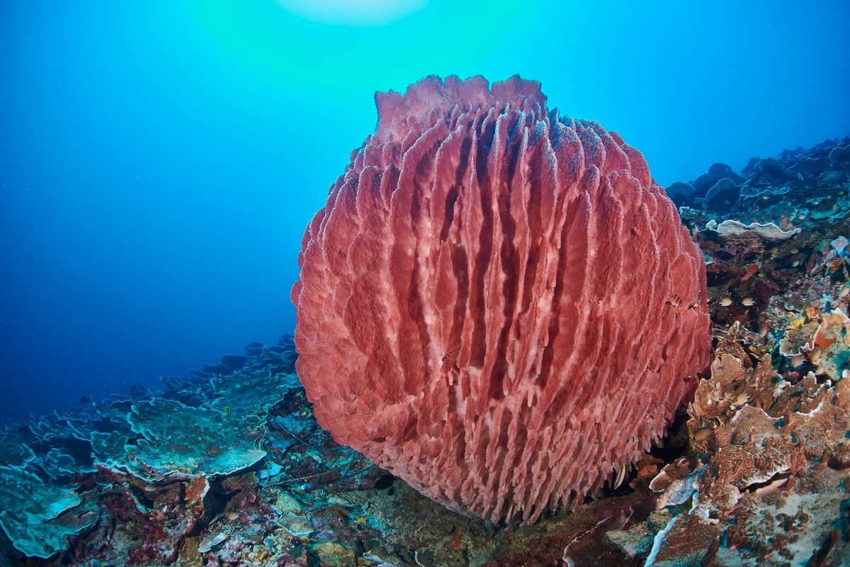 Barrel sponge at the reef bottom