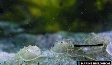 Horseshoe crab embryos and juveniles