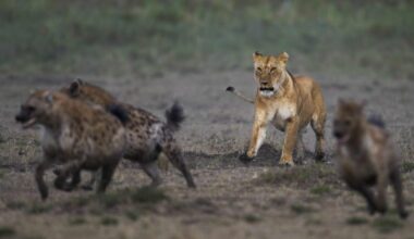 Spotted hyenas in confrontation with a lioness