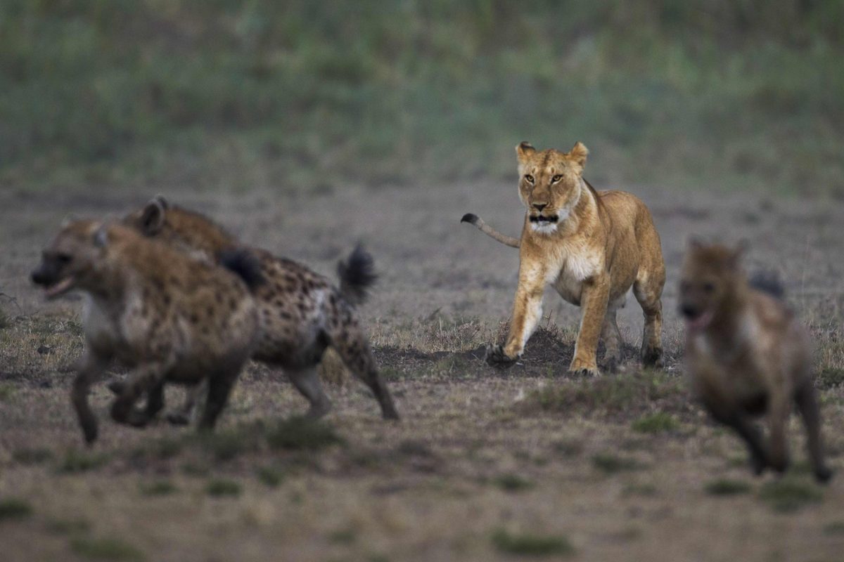 Spotted hyenas in confrontation with a lioness