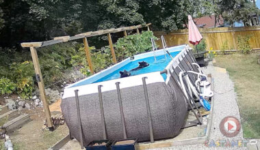 Bears have been enjoying a Castlegar resident's pool in recent days