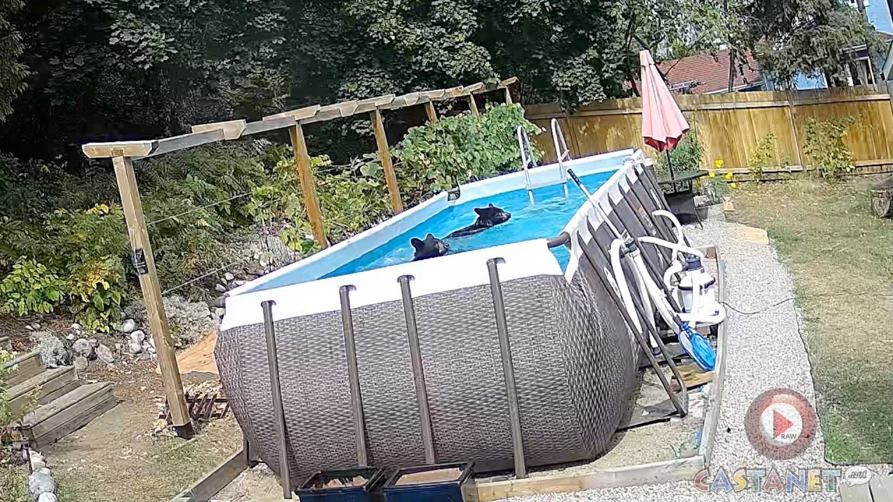 Bears have been enjoying a Castlegar resident's pool in recent days