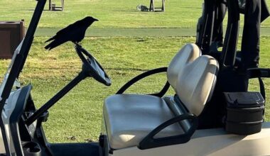 When a birdie in golf isn’t a good thing | News