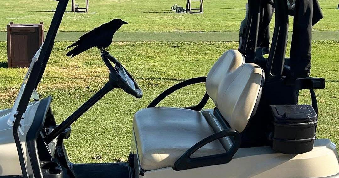 When a birdie in golf isn’t a good thing | News