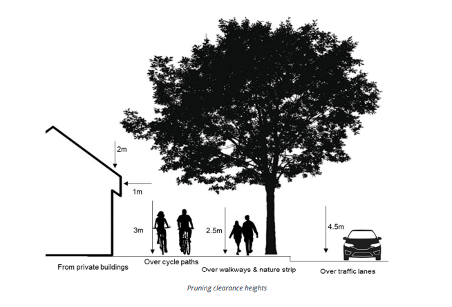 A black and white diagram of Banyule Council's tree pruning regulations