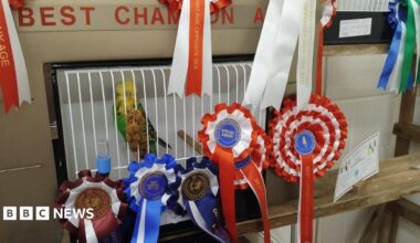 A green-and-yellow budgerigar sits inside a white show cage surrounded by red, white and blue rosettes and award ribbons. Championship signs and certificates are visible behind the cage.