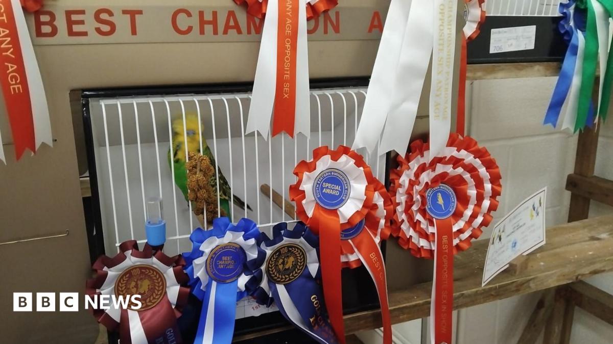 A green-and-yellow budgerigar sits inside a white show cage surrounded by red, white and blue rosettes and award ribbons. Championship signs and certificates are visible behind the cage.