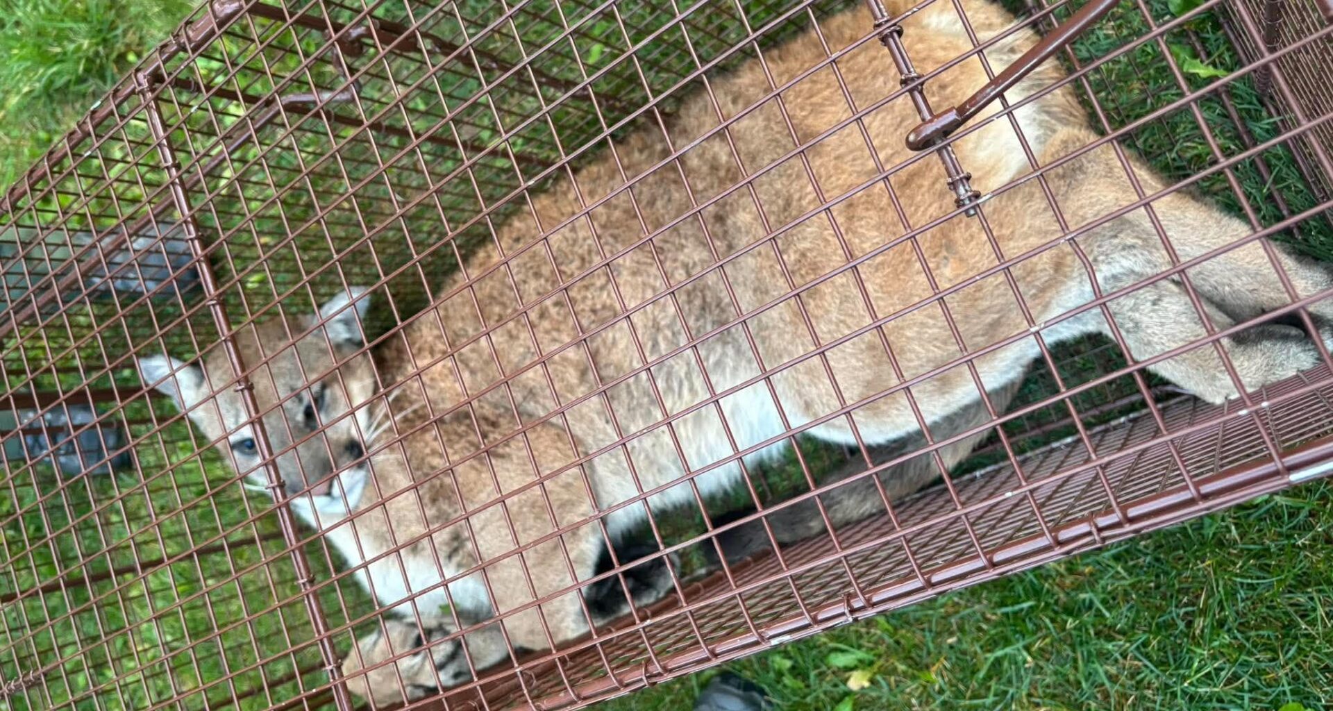 Cougar caught roaming in Airdrie - DiscoverAirdrie.com