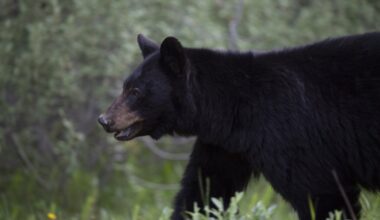 Bear warning issued after multiple sightings in Fish Creek Park