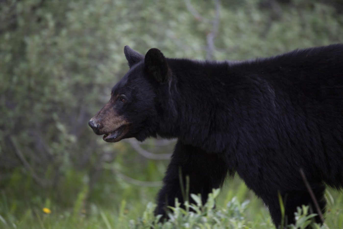 Bear warning issued after multiple sightings in Fish Creek Park