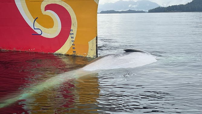 The whale was 57.5 feet long.