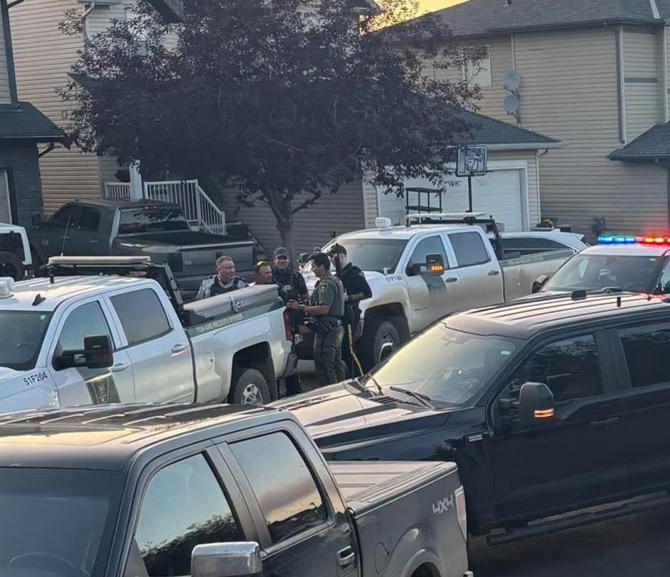 Fish and Wildlife explains why the cougar seen in Airdrie was euthanized - DiscoverAirdrie.com
