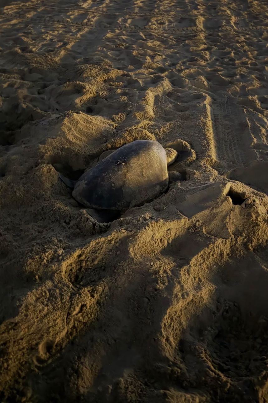 The nesting olive ridley sea turtle near the Huntington Beach Pier, California.