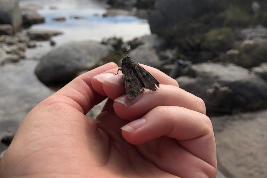 A bogong moth on a woman's hand, photographed at Charlotte Pass NSW