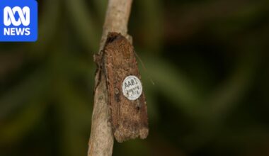 Scientists optimistic despite losing 14,000 tagged bogong moths