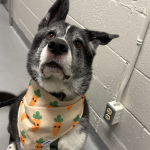 Dog at animal shelter.