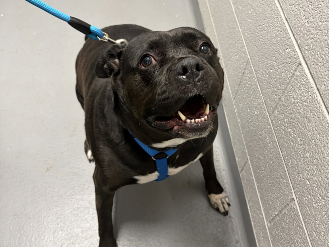 Image of black American bulldog.