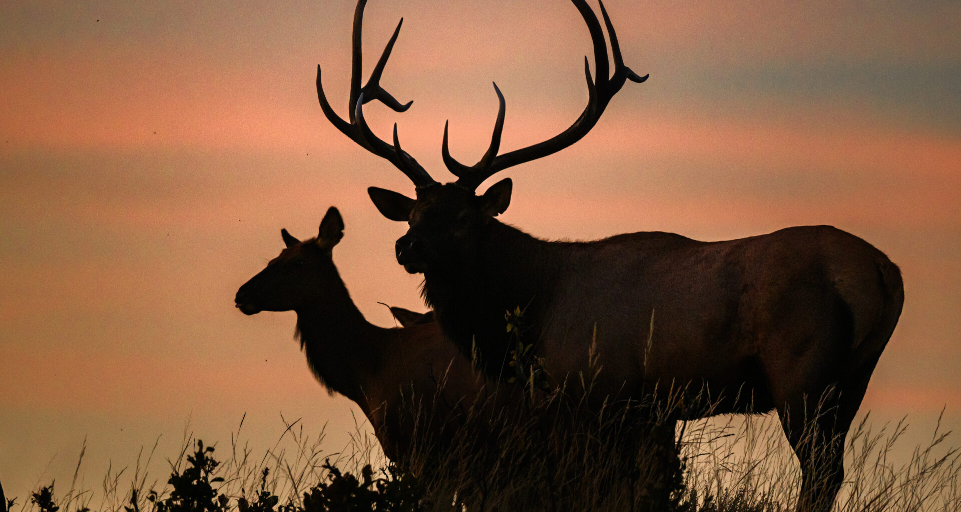 Watch out: Elk rut season is underway