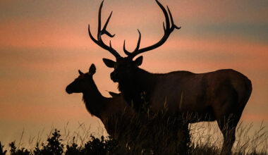Watch out: Elk rut season is underway