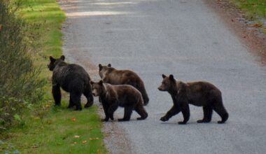 In a small B.C. town, a grizzly family stirs unease