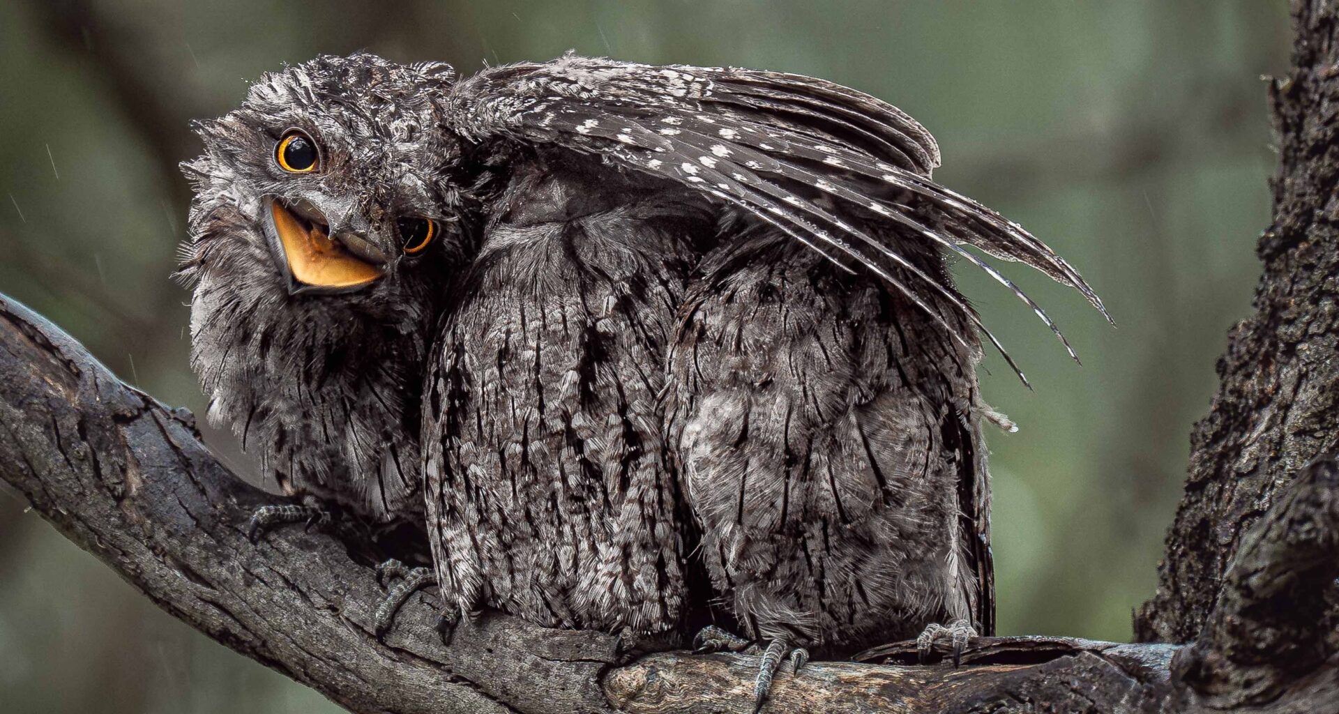 A dark grey bird with big eyes and an open mouth stretches its wing over two other grey birds as they all balance on a tree branch.