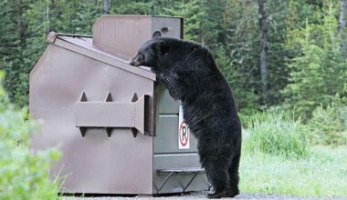 Keremeos latest community to issue bear warnings
