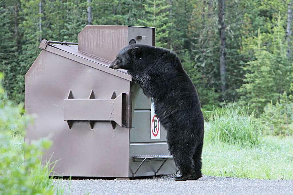 Keremeos latest community to issue bear warnings