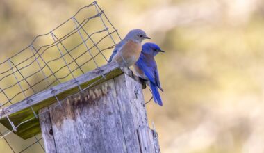 Two bluebirds on a nest box.