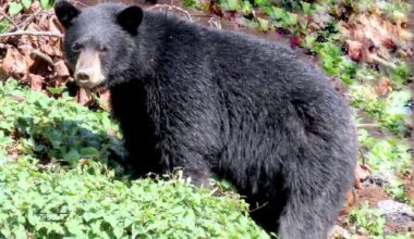 SHARE: Don’t wander close to the bears, please
