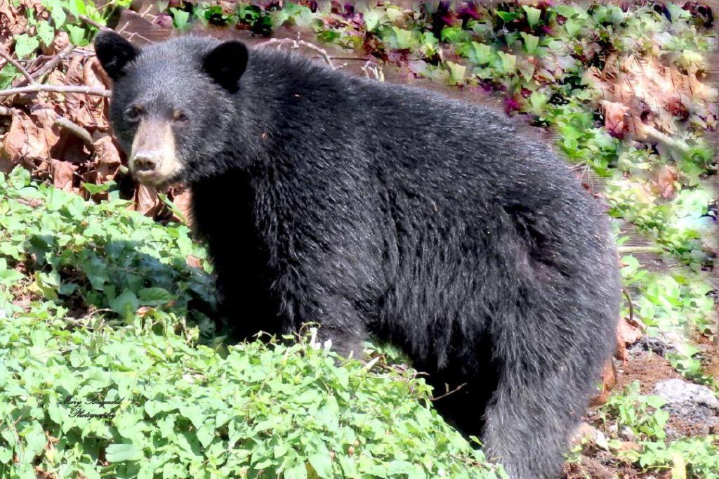 SHARE: Don’t wander close to the bears, please