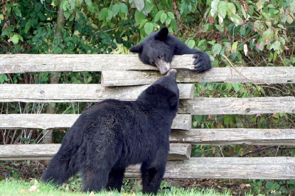 SHARE: Affectionate meet up | Maple Ridge News